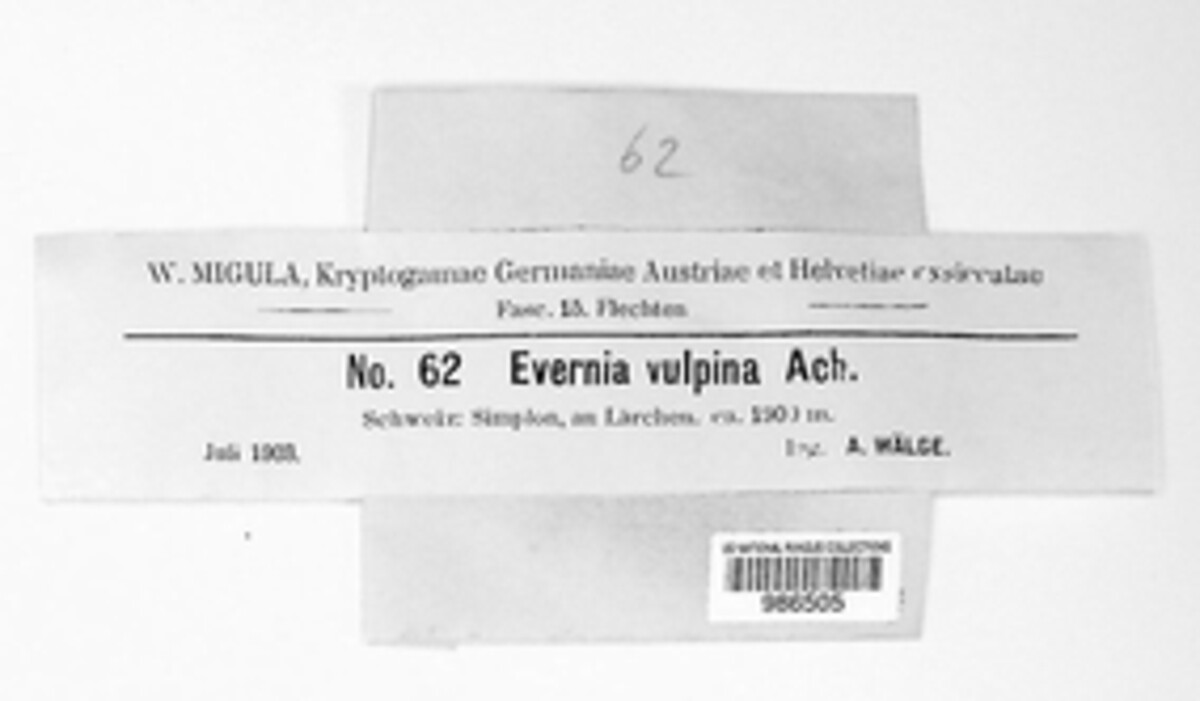 Evernia vulpina image